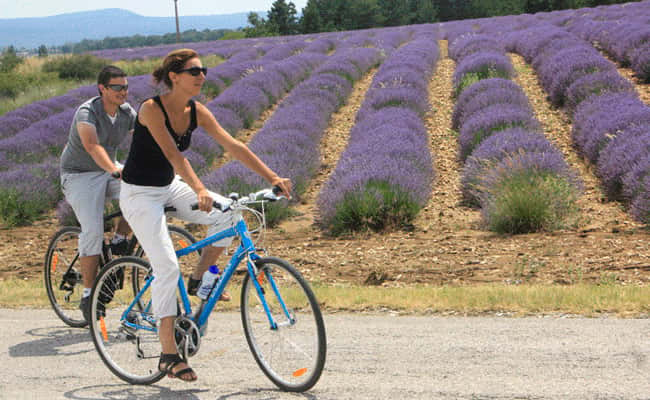 Cycling through lavender fields