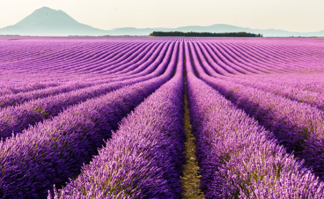 The Picture Perfect Provence tour is one of the Best Cycle Routes Europe.