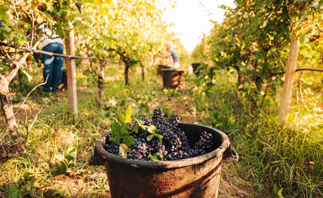 Puglia vineyards