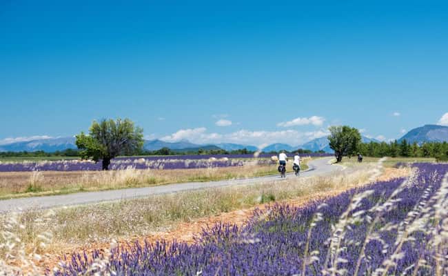 Provence lavender cycling
