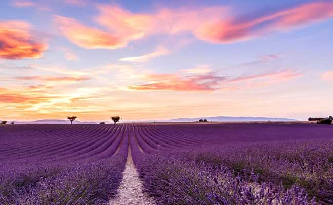 Provence lavender