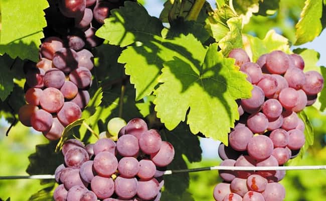 Loire grapes