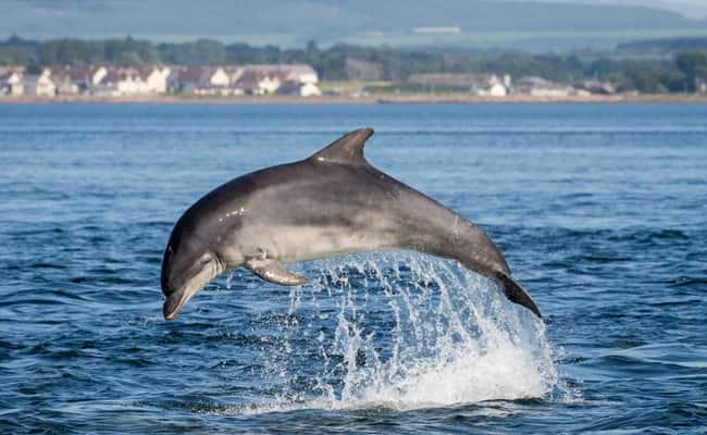 Dolphin Spotting in Sussex