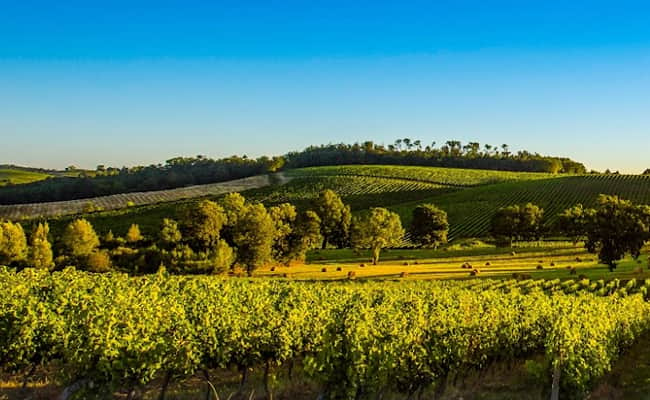 Bordeaux Vineyard