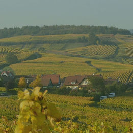 Classic | Alsace Route du Vin | Self Guided