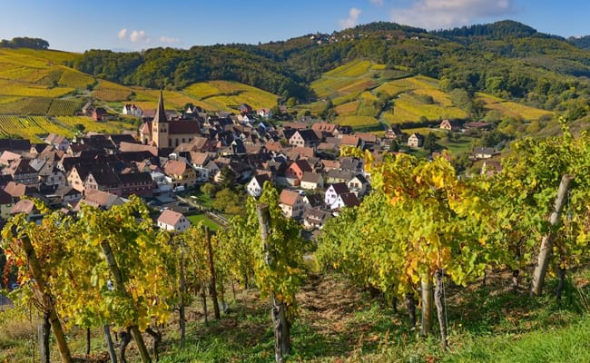 Alsace wine trail