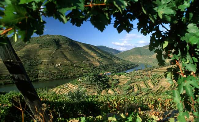 Vineyards in the Douro Valley