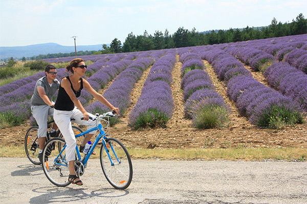 Cycling through lavender fields