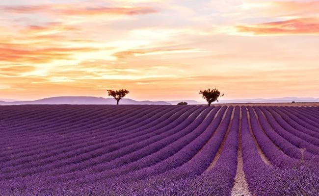 Why choose provence