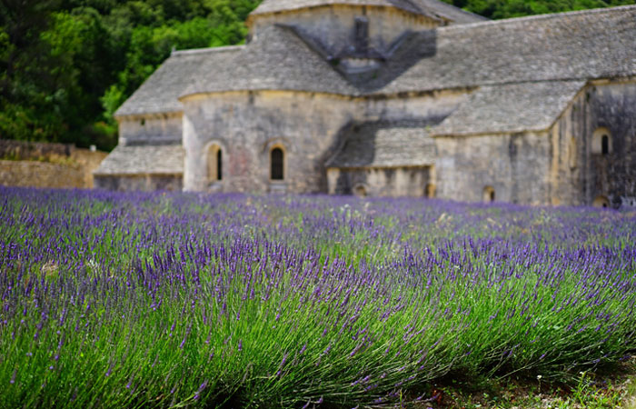 lavender field Provence