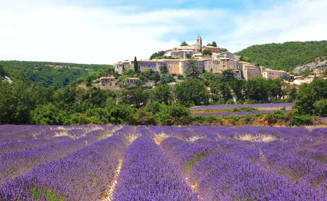 Lavender of the Luberon