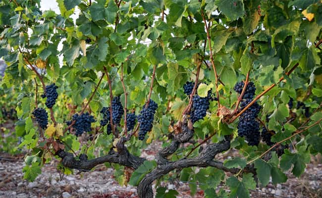 Provence grapevines