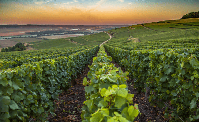 Champagne, France is one of the Best Cycling Destinations In Europe.