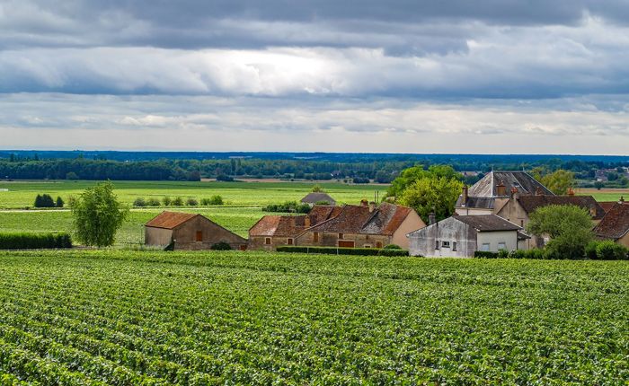 burgundy-vineyard