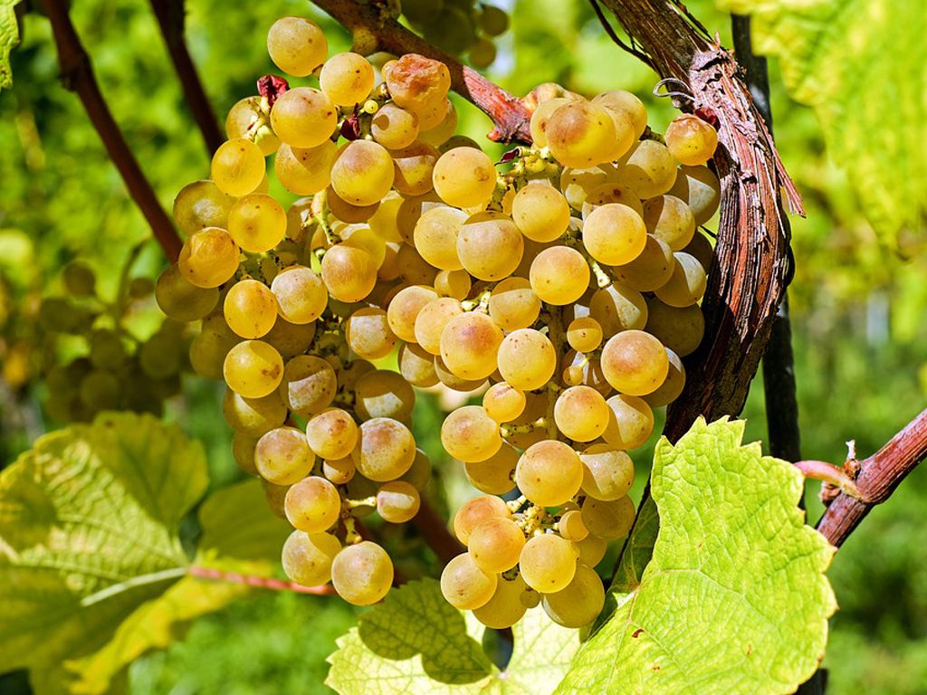 Italian grapes