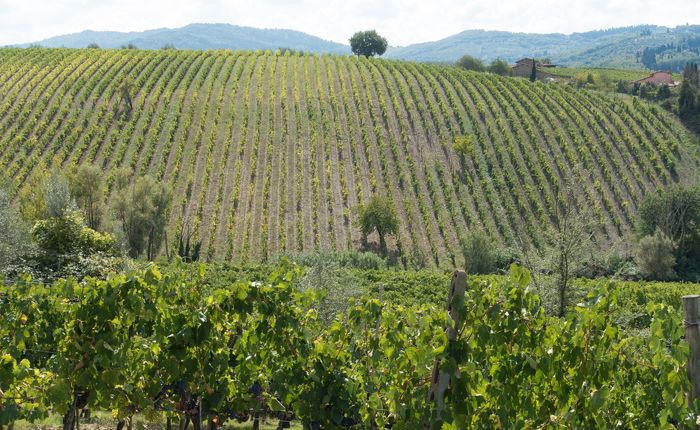 wine-growing-vineyard-italy